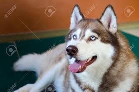 The huge alaskan malamute is a large purebred dog who belongs to the spitz type. Alaskan Malamute Grossen Hund Lizenzfreie Fotos Bilder Und Stock Fotografie Image 58737621