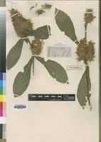 Image result for Lankesteria