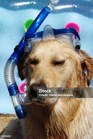 Foto de Golden Retriever Molhado Após O Banho No Tubo De Máscara E  Infláveis Airbed Azul No Fundo e mais fotos de stock de Amarelo