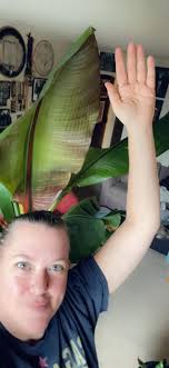 My daughter Amanda gave me this papaya tree for Mother's Day. It was a  little over a foot tall and looked very unloved. It is taller than me. I'm  5' 6", and