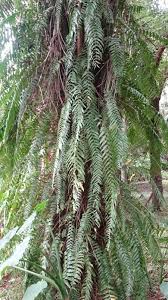 Image result for Nephrolepis biserrata