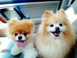 Pomeranian Boo Kopegi Hakkinda Bilmeniz Gerekenler Emoji