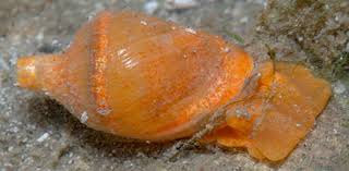 Image result for Isoglossa vulcanicola