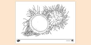 100% free fruit coloring pages. Free Rambutan Colouring Page Colouring Sheets
