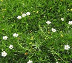 Image result for Sagina