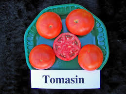 Add a new plant to this list. Tomato Variety Trials Spring 2009 Archives Aggie Horticulture