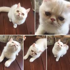 Pin On Adam Eve Hira Alice Alvin Exotic Shorthair Persian Cat