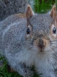 Check spelling or type a new query. Willis Pest Control Squirrel Control Experts Based In West Midlands