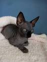 Hairless Sphynx Kittens For Sale