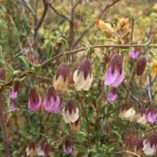 Image result for Hermannia parvula