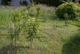 Sie möchten eine neue hecke in ihrem. Wildstraucherhecke Bietet Futter Fur Bienen Und Vogel