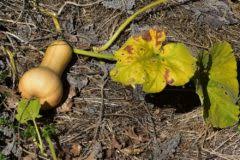 What makes zucchini plants turn yellow. Zucchini Plants Turning Yellow Tips On Causes Solutions