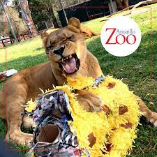 Amarillo Zoo Home Facebook