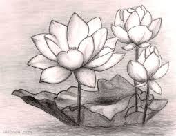 17 Best Ideas About Lotus Flower Drawings On Pinterest Lotus Pencil Drawings Of Flowers Flower Sketches Lotus Flower Drawing