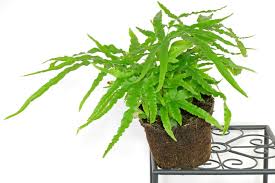 Image result for Pteris cretica