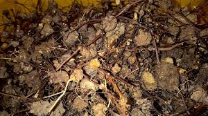 Sciencetific name for ubi jaga is smilax myosotiflora. Ubi Jaga Photos Facebook