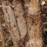 Image result for Zanha africana