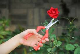Wann sollte man rosen düngen? Rosen Schneiden Und Pflegen Nutzliche Tipps Fur Gartner