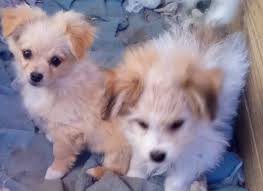 At what age do puppies start losing their baby teeth?