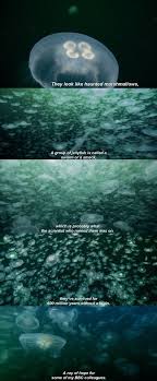 Roasting The Bbc In A Jellyfish Documentary Round Planet Roundplanet Netflix Bbc Brainless Jellyfish Documentaries Being Human Bbc Netflix Humor