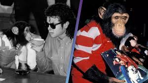 People shocked to discover Michael Jackson's chimpanzee Bubbles is still  alive at 40 years old
