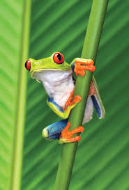 Image result for tree frog