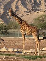 Aveva più di 18 anni, pesava 18 quintali e avevo la fortuna di poterne ricavare nove quintali di carne. Giraffa Wikipedia