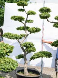Es ist wichtig, auch die speziellen bedingungen in ihrem garten oder auf ihrem balkon zu berücksichtigen. Ulmus Minor Jacqueline Hillier H 230 Cm B 150 Cm Garten Bonsai 599 Gunstig Kaufen
