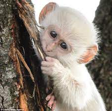 He Looks Unusual But He S All White Albino Monkey Wrestles Its Friend Monkey Pictures Baby Animals Cute Animals