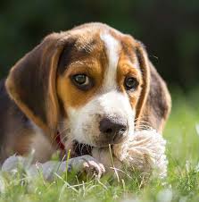 Beagle puppy stands isolate on a white background. Your Beagle Puppy Everything You Need To Know