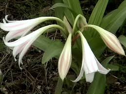 Image result for Crinum rautanenianum