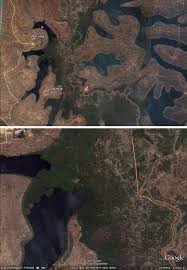 Image result for Cynorkis symoensii