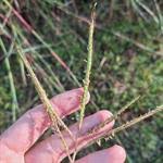 Image result for Eriochloa fatmensis