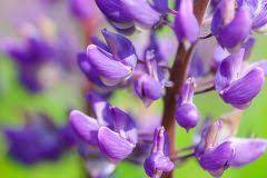 Lupinen sind weit mehr als bunt blühende sommerpflanzen, die unsere gärten verschönern. Lupine Wann Ist Blutezeit