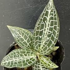 Image result for Goodyera