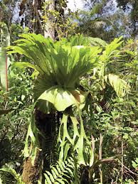 We did not find results for: Tropical Gardening Staghorn And Other Ferns For The Hawaiian Garden Hawaii Tribune Herald