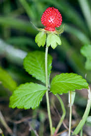 Image result for Duchesnea indica