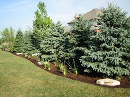 A chart comparing the cost, effectiveness, and maintenance needs of various privacy. Pin By Tam On Outdoors Pinterest Privacy Landscaping Outdoor Landscaping Home Landscaping