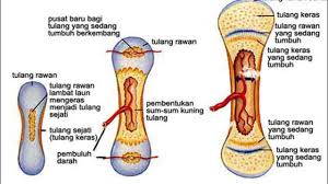 Fase embrionik adalah pertumbuhan dan perkembangan embrio dan fetus di dalam uterus saat tahapan ini disebut dengan tahap blastula. Proses Pembentukan Tulang Secara Singkat Dosenbiologi Com
