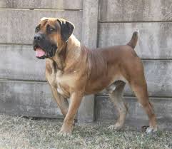 Click open any of the 10 puppy photo buttons below to see puppies for sale in that breed. Boerboel Puppies For Sale Canada