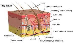 Unit 2 The Integumentary System Diagram Quizlet