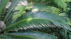 Image result for Cycas