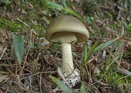 Do not under any circumstances taste or eat of any of these mushrooms. 5 Common Mushrooms Poisonous To Dogs And Other Pets Slideshow