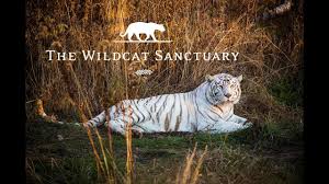 Big cat rescue is a rescue group that specializes in rescue felines that are not domestic house cats. About The Wildcat Sanctuary Inspiring Change To End The Wildlife Crisis