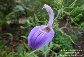 Image result for Brillantaisia owariensis