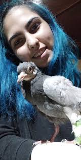 Pigeon recovery update: crop wound healing well