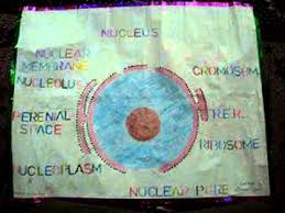 Nucleus Chart Of Class 9th By Siddhant Jain Youtube