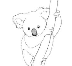 How To Draw A Koala Easy Step By Step Draw Central Koala Drawing Koala Illustration Bear Drawing