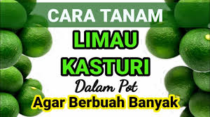 Cara lepas krim dokter tidak semua krim dokter menyebabkan ketergantungan yah. Cara Tanam Limau Kasturi Dalam Pot Agar Berbuah Banyak Youtube