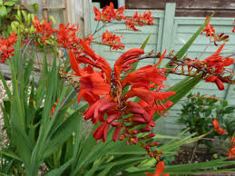 I can actually grow carnations from cut flowers. Sedum Crocosmia The Silver Surfers Garden
